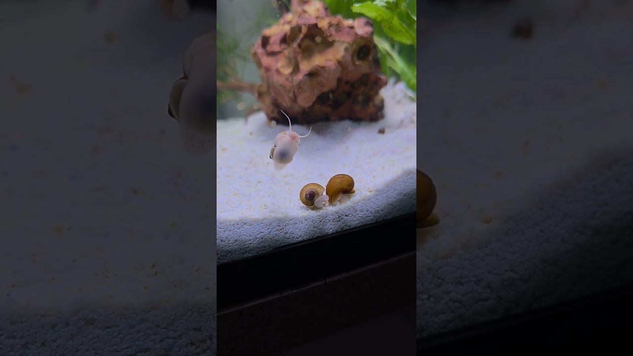 Mystery snails in the new tank.