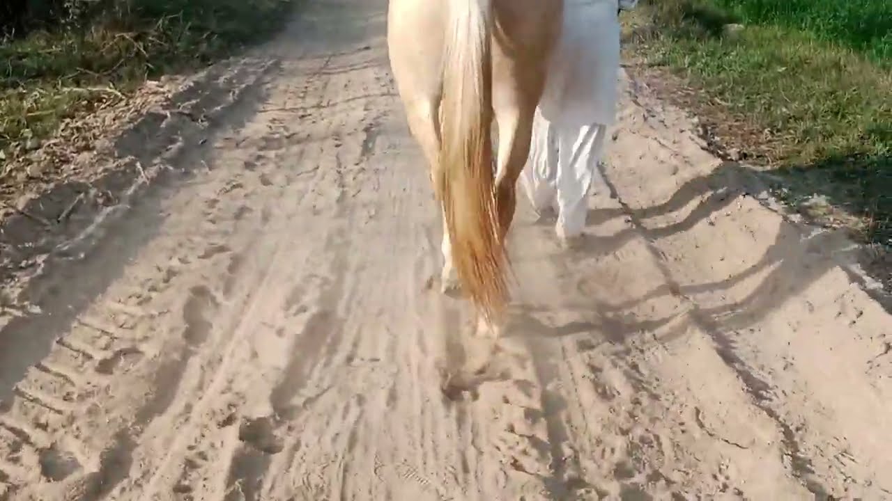 Running Horse Video in Slow Motion | Beautiful Horse Farm Life | Amazing Horses Compilation