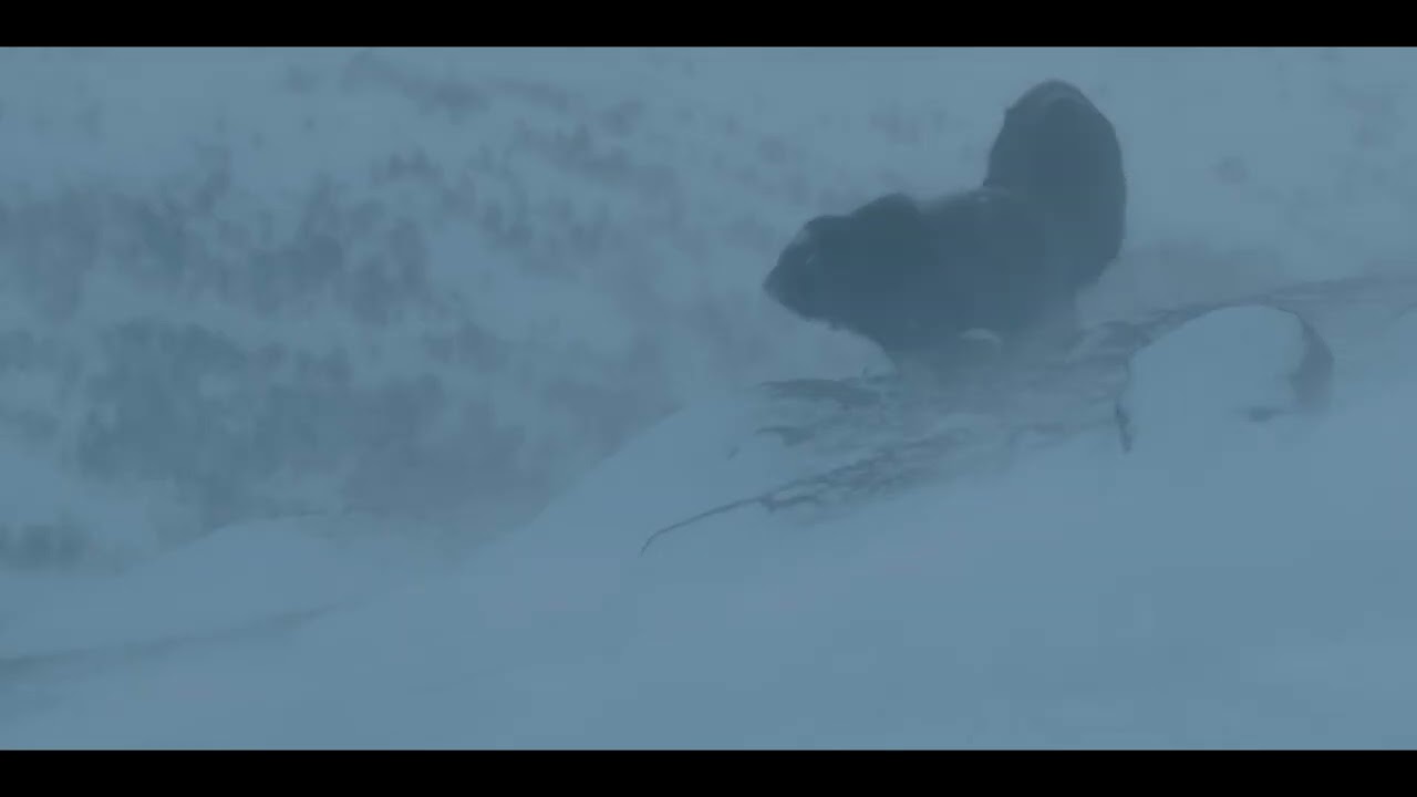 MUSK OX &ndash; THE OZONE FACTOR SERIES
