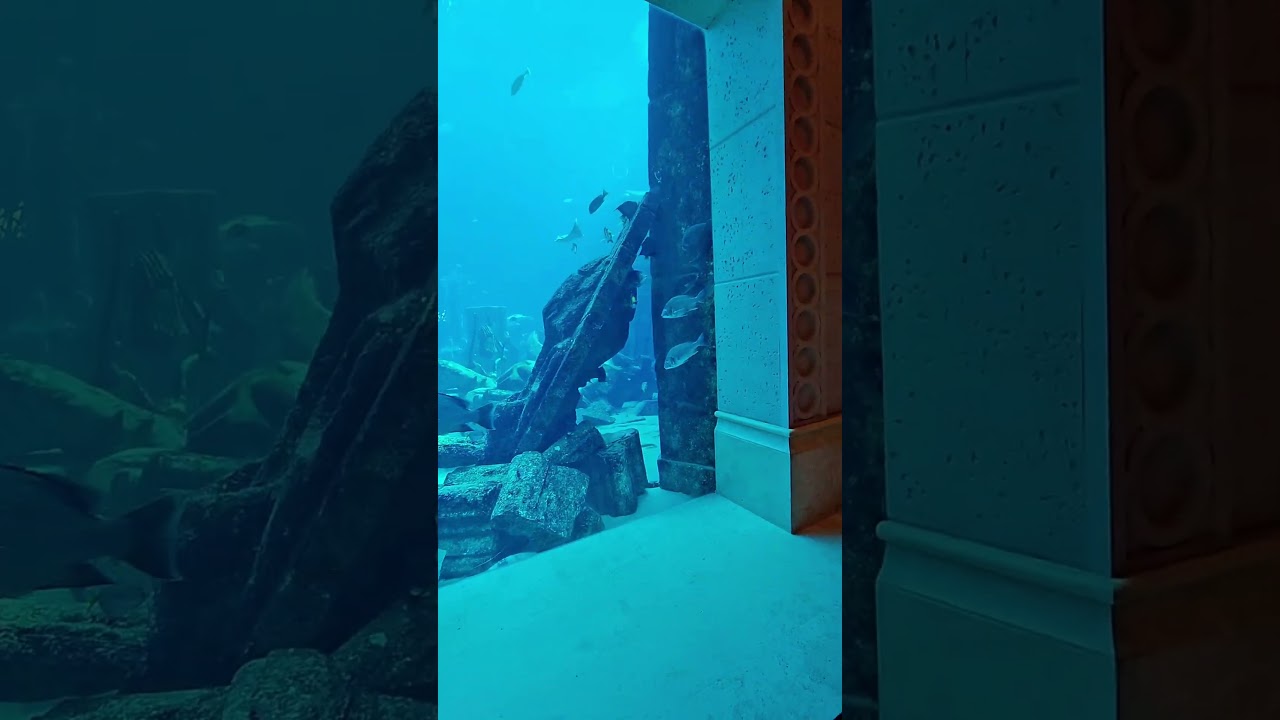 Atlantis Palm Dubai spectacular aquarium. #dubai #palmdubai