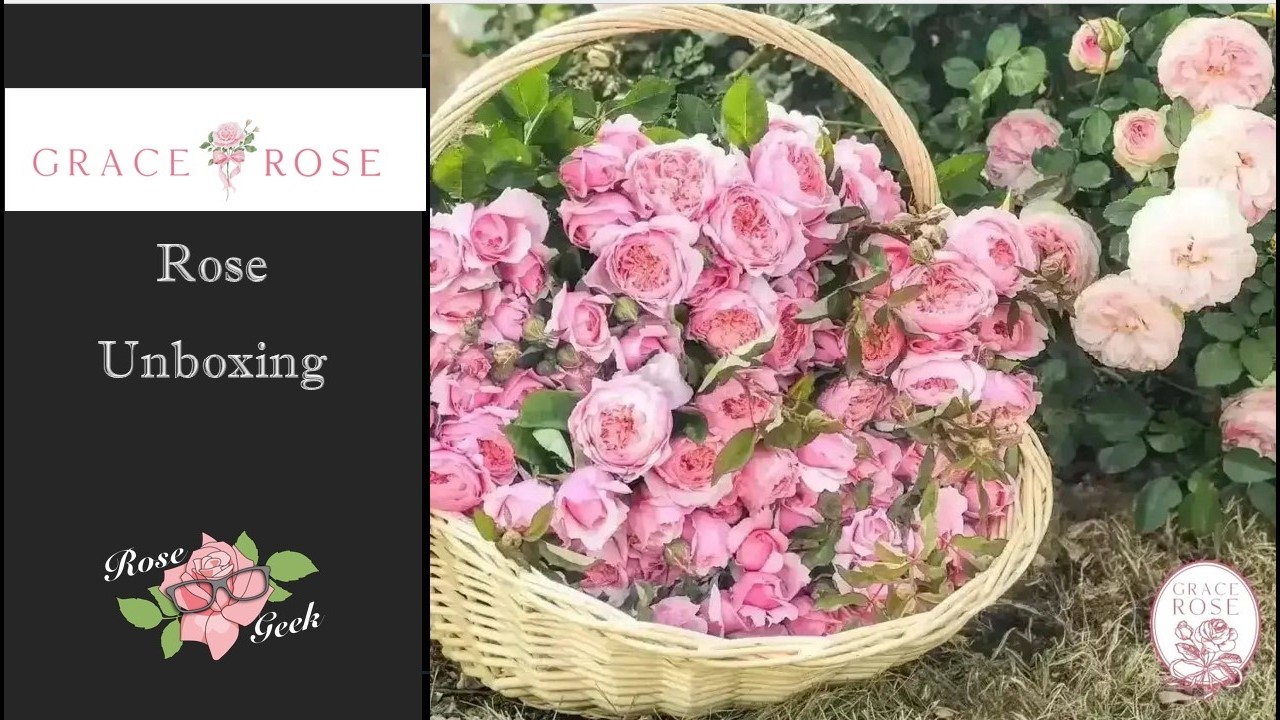 🌹Распаковка и розыгрыш роз от Grace Rose Farm! / Как выглядят и за какими розами нужно ухаживать ...