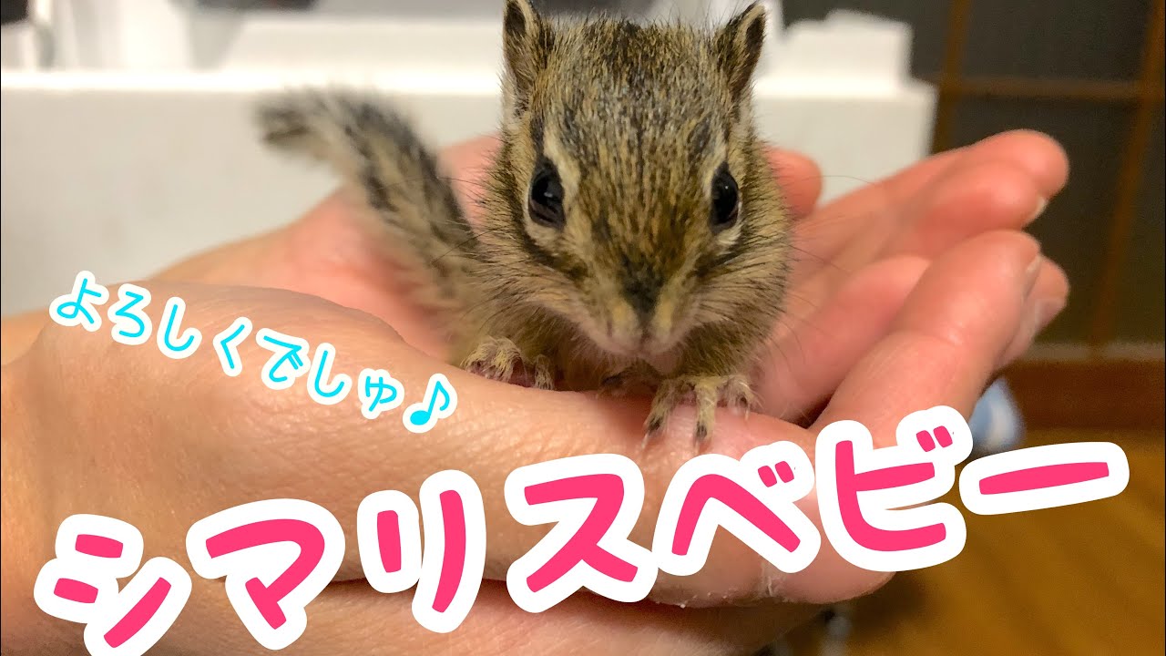 シマリスの赤ちゃんをお迎えしたらこんな感じです！！！
