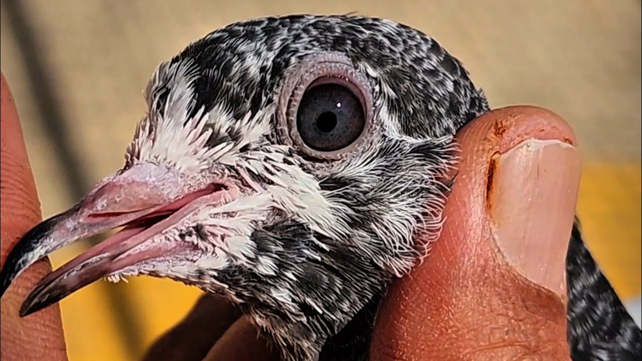 🔴🕊 01/02/2026 Live With Kabutar And Viewers || Sanjari Pigeon Loft [Ustad Chairman Party]🕊🔴