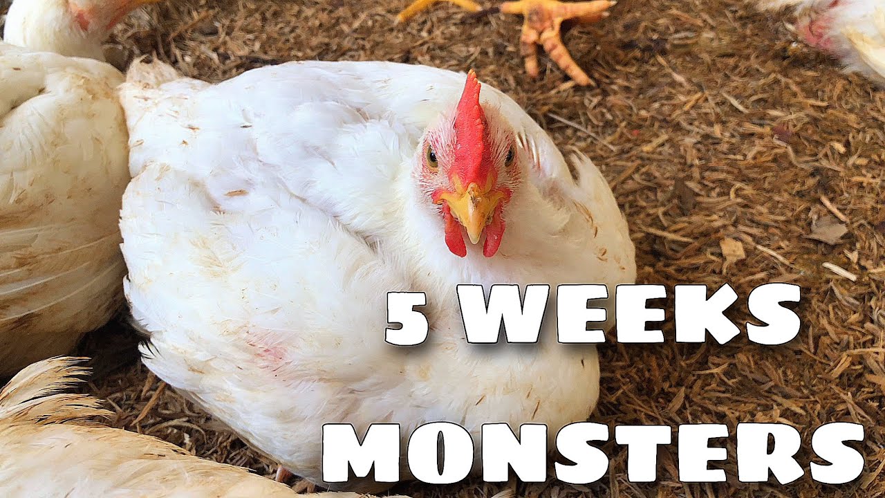 (5 weeks broiler chickens update - Massive growth)