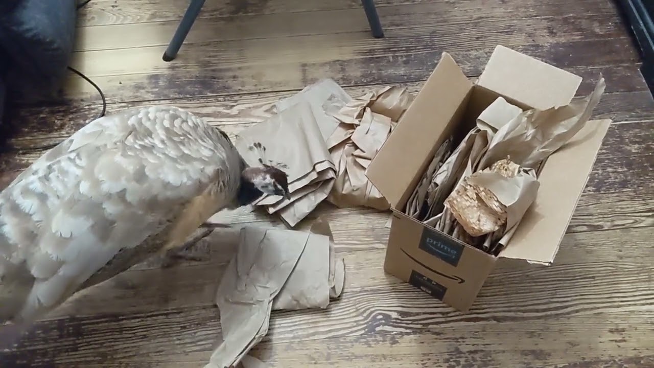 Bug's Enrichment Box