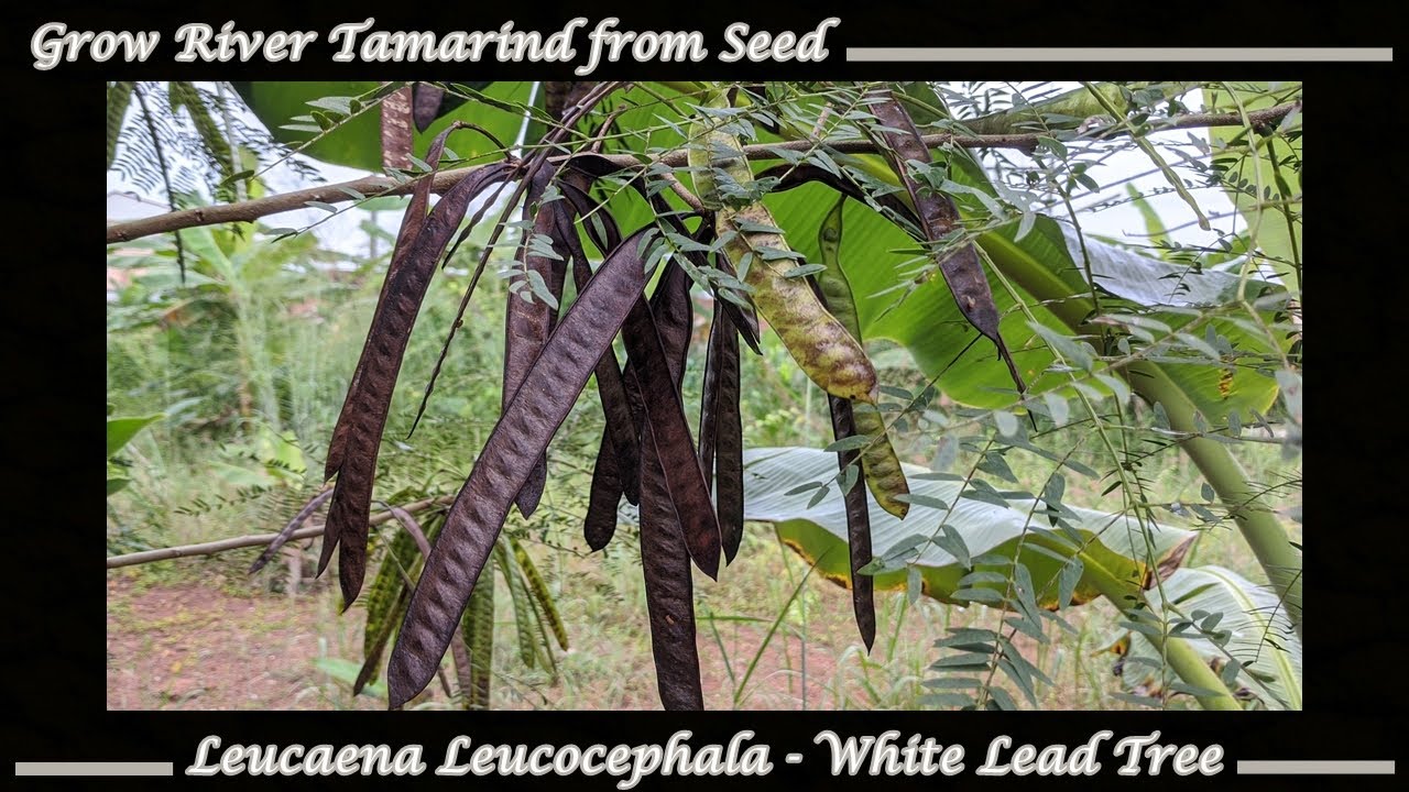 Grow River Tamarind / White Lead Tree Seeds (Leucaena leucocephala)