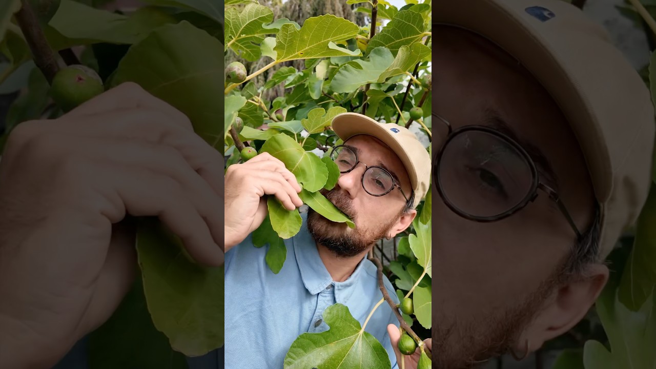 Que faire avec de feuilles de figuier ?! 🍃