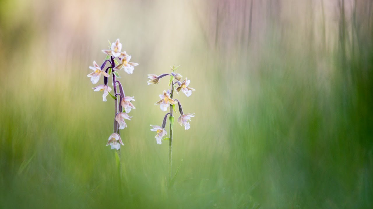 ORQUIDEAS - VICENT PELLICER