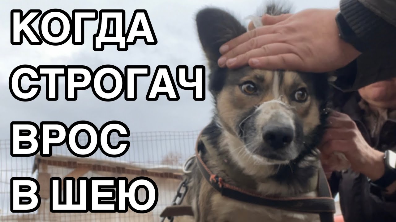 Спасение животных/ Пополнение в приюте «Хвостатое счастье»/ Строгач это опасно/ Часть 2
