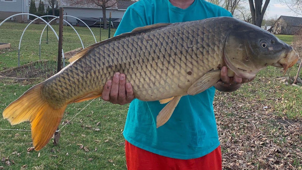 Big carp fishing Mauston Wisconsin fishing big fish