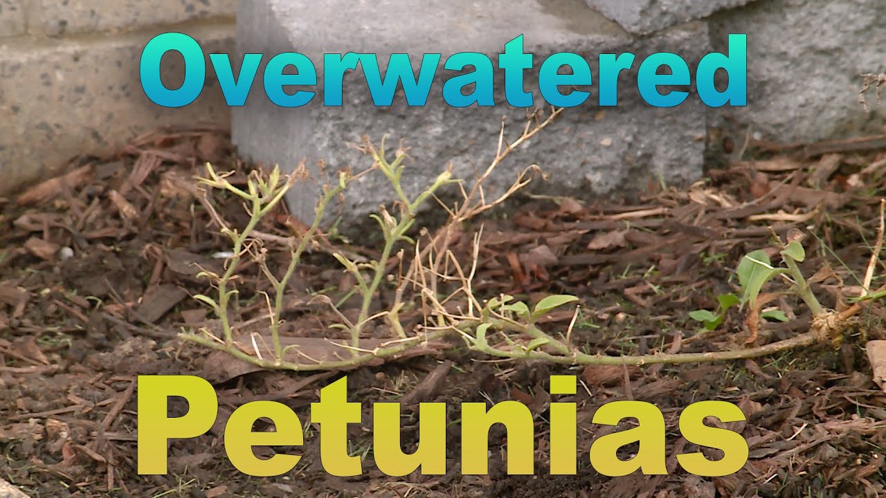 Overwatered Petunias &ndash; Garden Notes