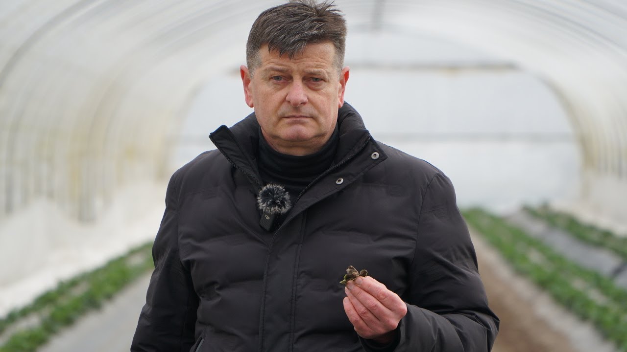 Szara pleśń w karpach truskawek - komunikat dr Zbigniew Jarosz (Doradca Jagodowy), 17.03.2024