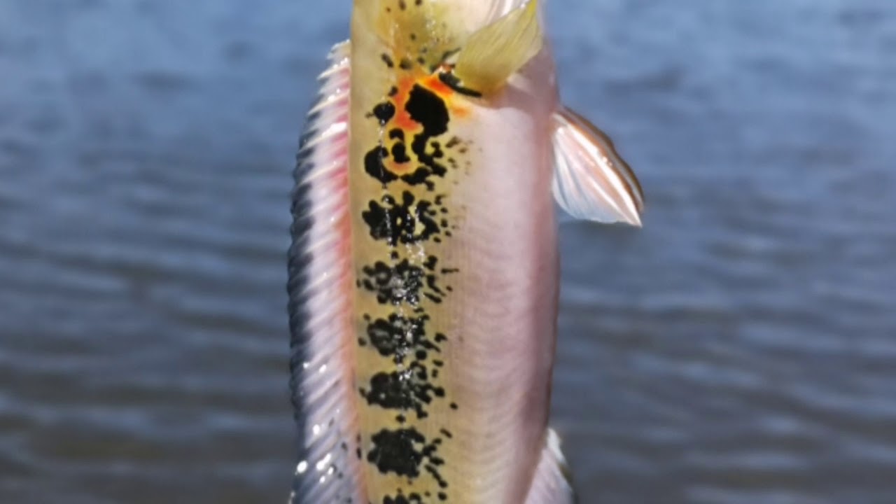 Rio xeruini 2019 peacock bass