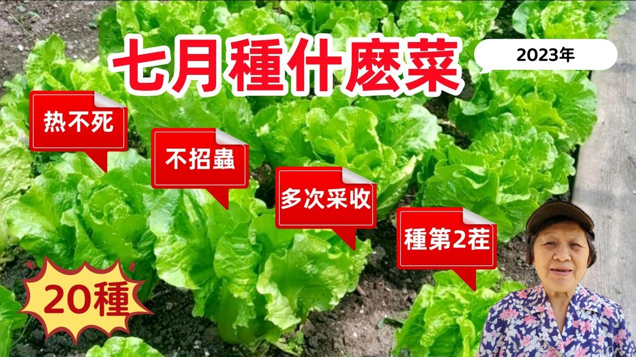 7月種什麼？20種菜，熱不死，多次採收，能種2茬的瓜豆，提前育苗的秋菜，如何利用小地方種菜、 What to Grow in July