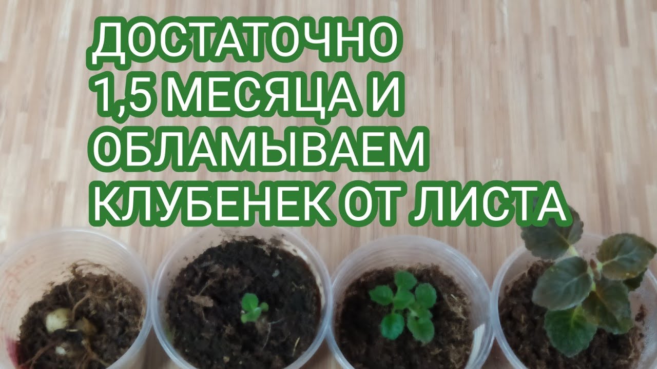 ГЛОКСИНИИ,КАК БЫСТРО ПОЛУЧИТЬ ДЕТКУ