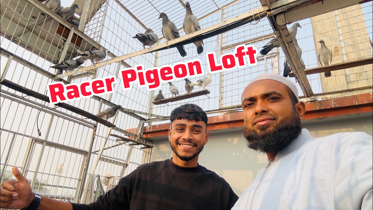 এক কবুতর দিয়ে GSX-R কেনা যাবে 😳 Visit most expensive racer pigeon loft 🕊️ 