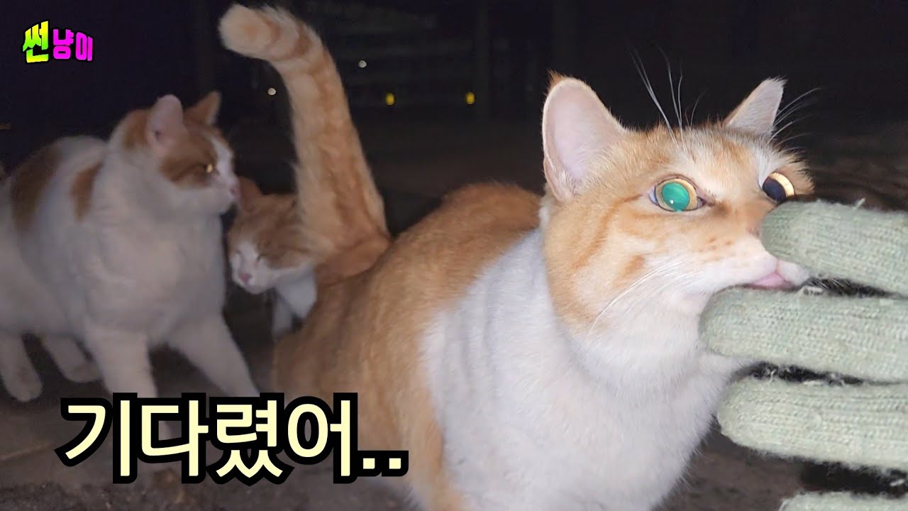 한 동안 안보이다 나타나 정신없이 먹는 길고양이 삼총사
