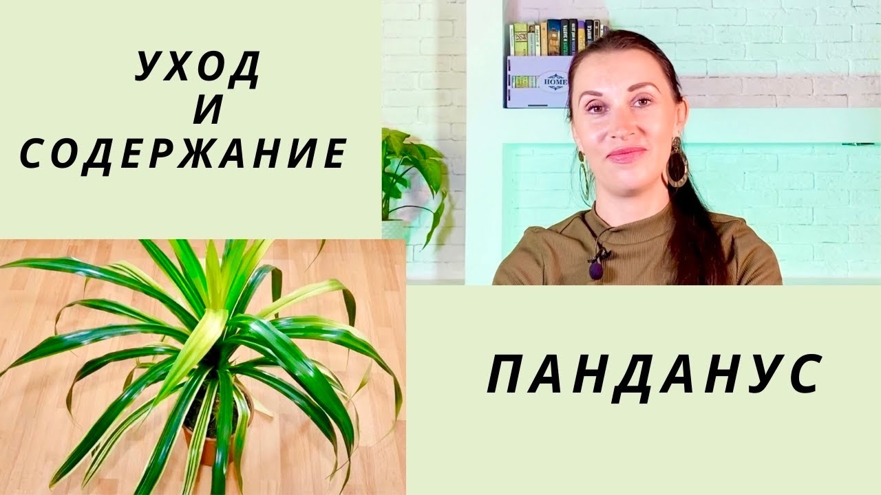 🌴ПАНДАНУС/УХОД И СОДЕРЖАНИЕ ЗА ВИНТОВОЙ ПАЛЬМОЙ/ПРОБЛЕМЫ ВЫРАЩИВАНИЯ/СУЕВЕРИЯ И ПРИМЕТЫ#панданус