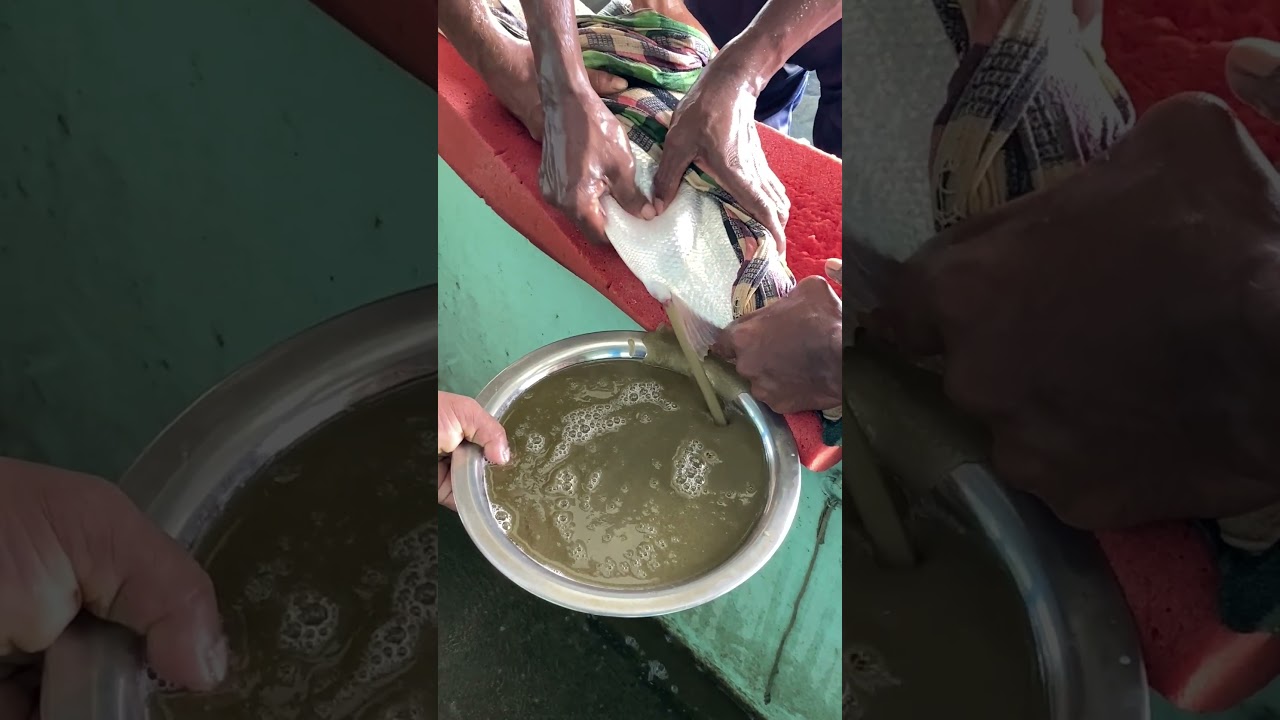 Squeeze and Extract Fish Egg Harvesting Tips