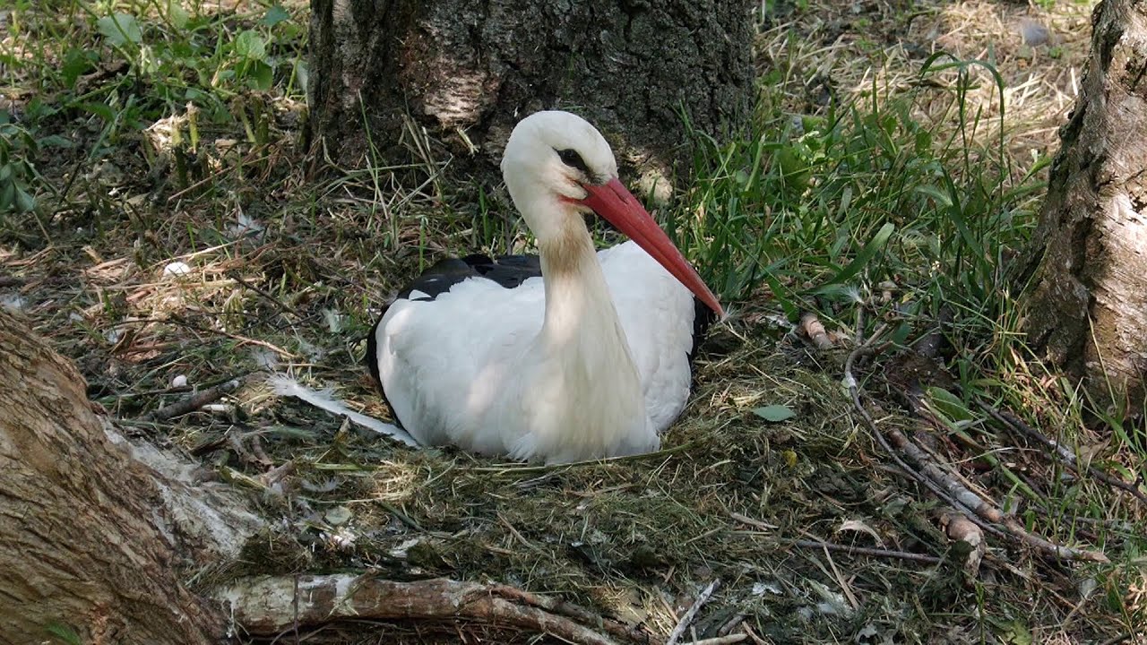 Čápi bílí mají svůj domov v Zoo Praha: Ve volné přírodě jsou čím dál vzácnější