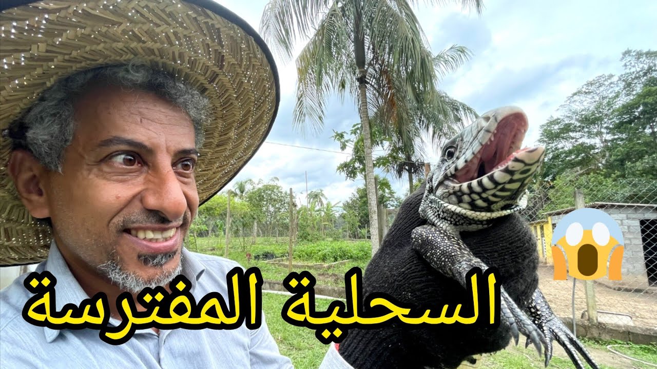 السحلية المفترسة التي تأكل الكتاكيت 🐊