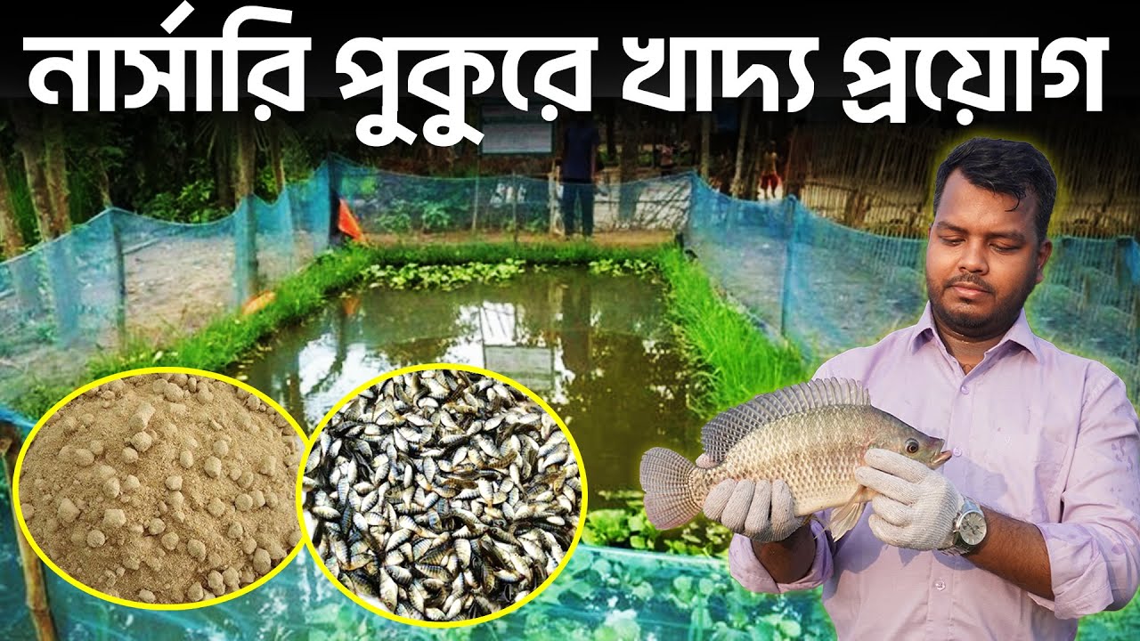 নার্সারি পুকুরে খাদ্য প্রয়োগ || Shakib AGRO || SA মনোসেক্স তেলাপিয়া নার্সারি পুকুর