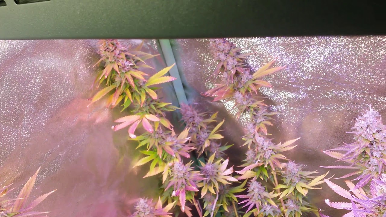 They Survived: My Neglected Garden (under a viparspectra 450)