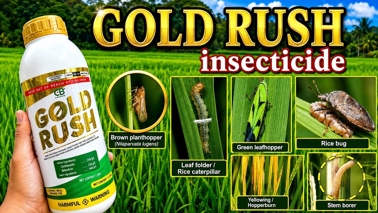 Gabay sa Paggamit Ng Gold Rush insecticide | Lason sa Stemborer, Ulmog, Green leaf hopper at iba pa