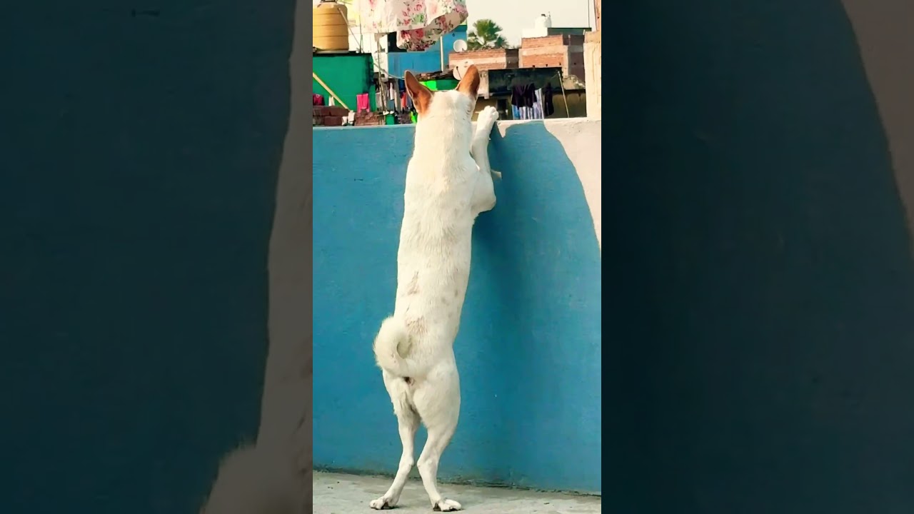 Ager koi apke call ya mgs ignor 