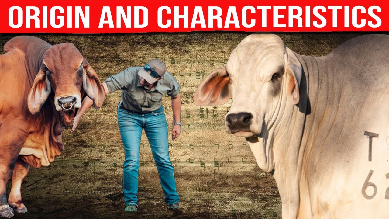 🔴 Introduction To The BRAHMAN Breed Origin And Characteristics✅ Biggest Bulls And Cow