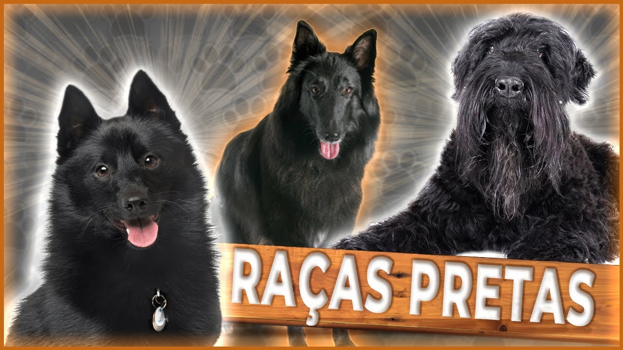 Raças de CACHORROS completamente PRETAS - top 5 - Cães de guarda e companhia #cachorrospretos
