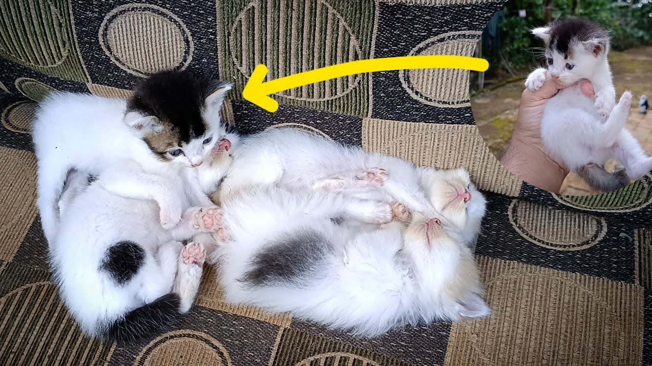 Four very adorable kittens