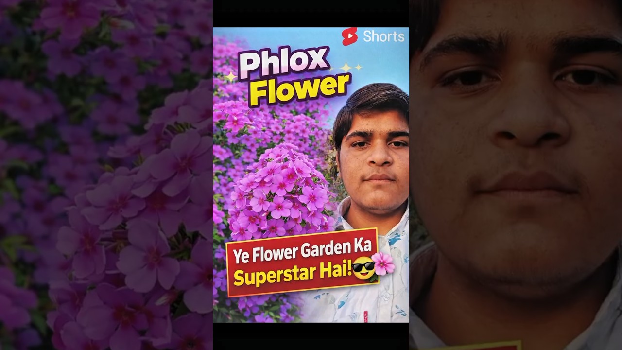 Ye Flower Garden Ko Pink Carpet Bana Deta Hai! 🌸 | Phlox Flower Facts #petalpink #petalsearch #viral