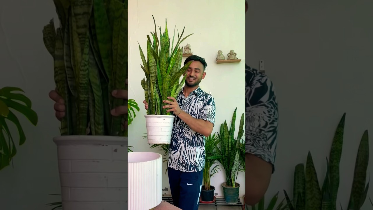 Snake plant indoor tips #gardeningwithnanav #plants #indoorplants