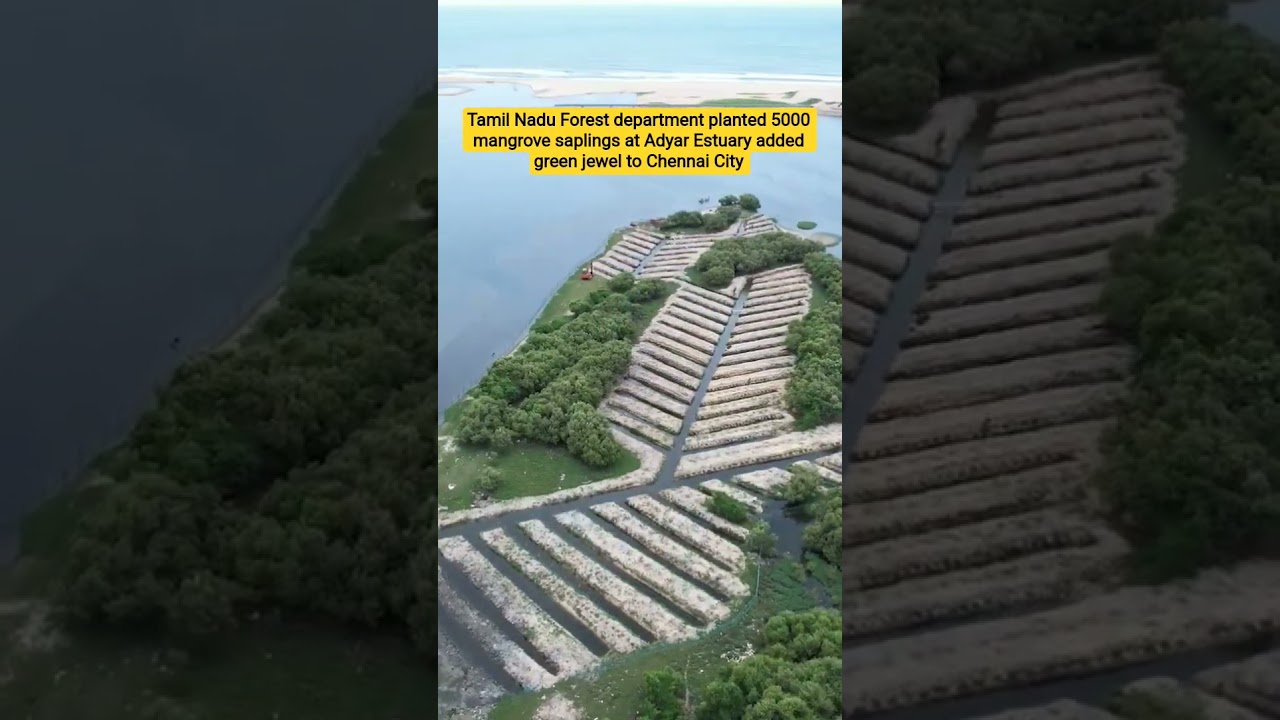 Climate Crisis: #tamilnadu #tnforest #chennai #flooding #mangrove