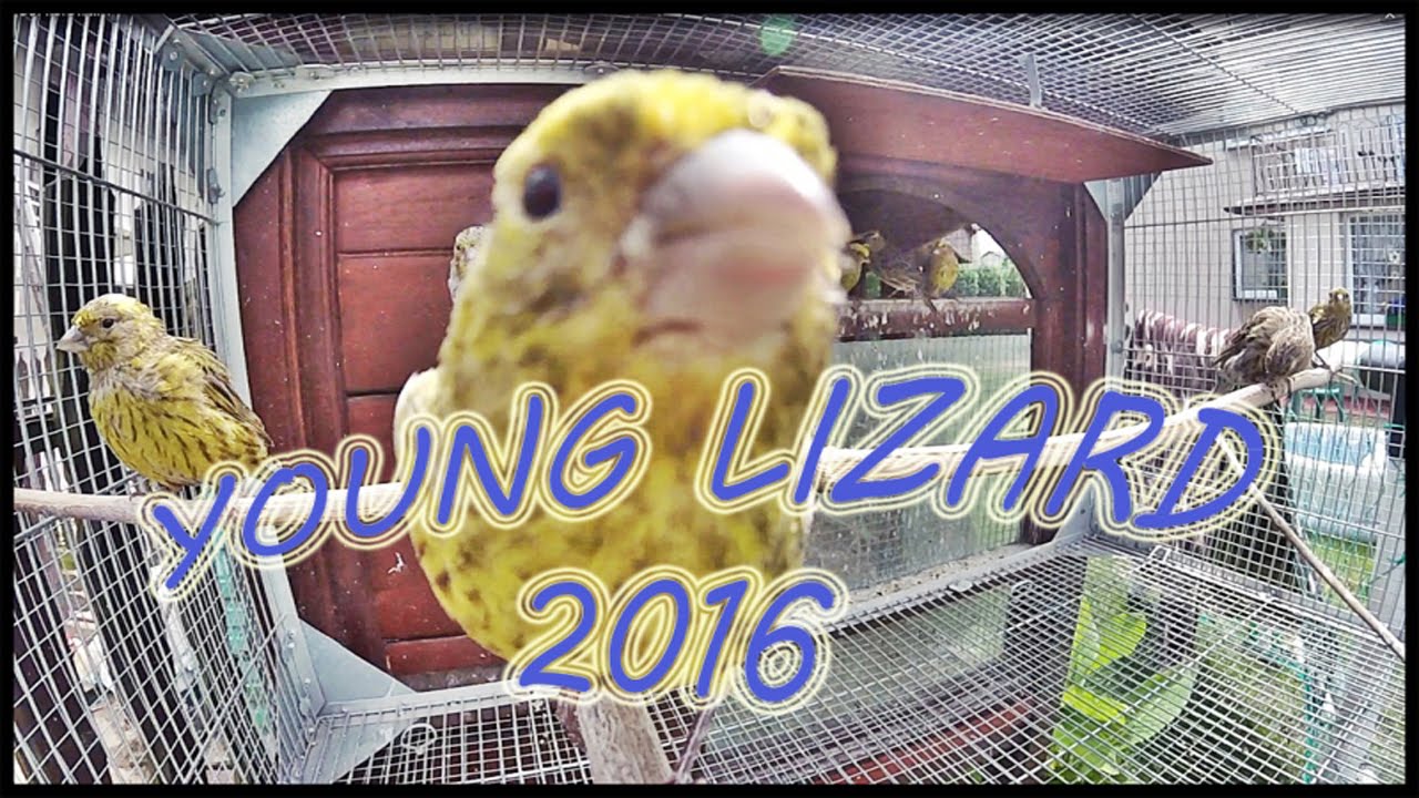 młode Lizardy 2016 # young Lizards canary 2016# Lizard
