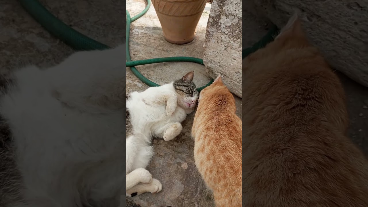 Gatto Giulio relax &hearts;️.