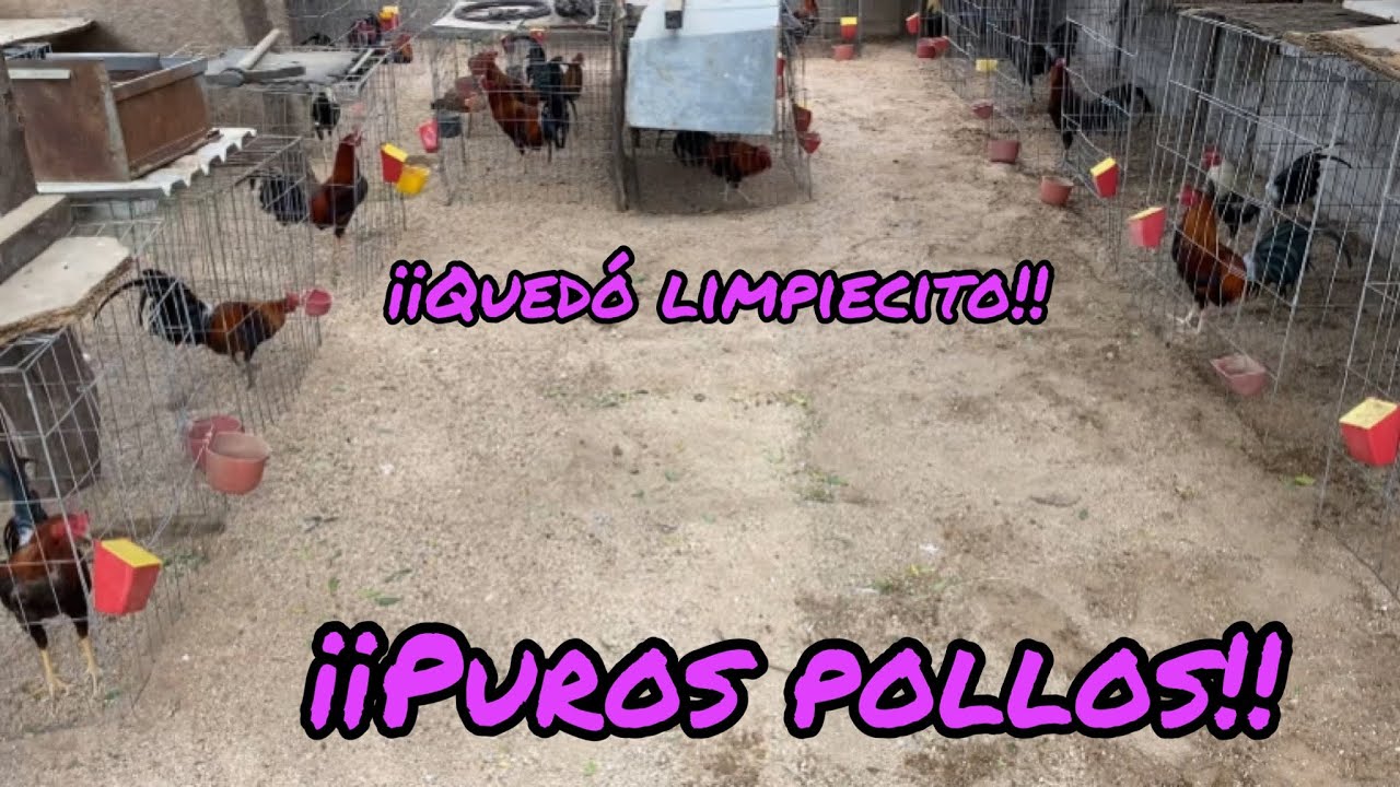 Les limpie a una parte de la gallera y estos son unos de los pollos qué hay!!🐓🐥(criadero Díaz)