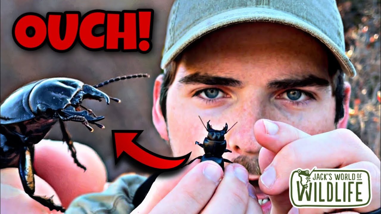 How HARD can a WARRIOR BEETLE BITE???