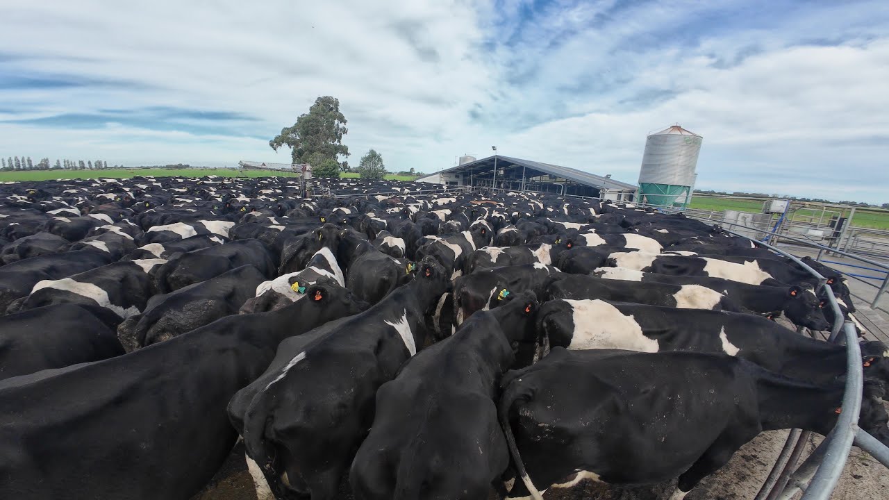 Como &eacute; ordenhar 1200 vacas na Nova Zel&acirc;ndia (Dairy farm 2024)