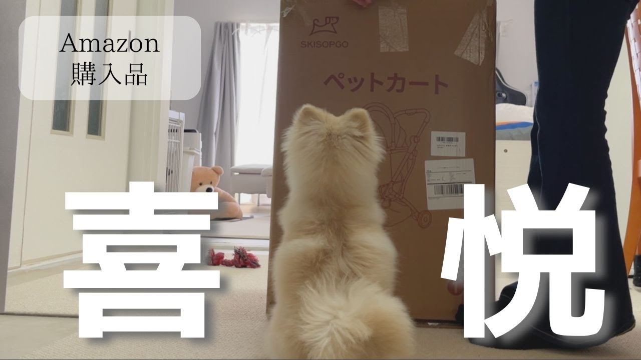【Amazon】ペットカートSKISOPGOを購入！愛車を手に入れたポメラニアン