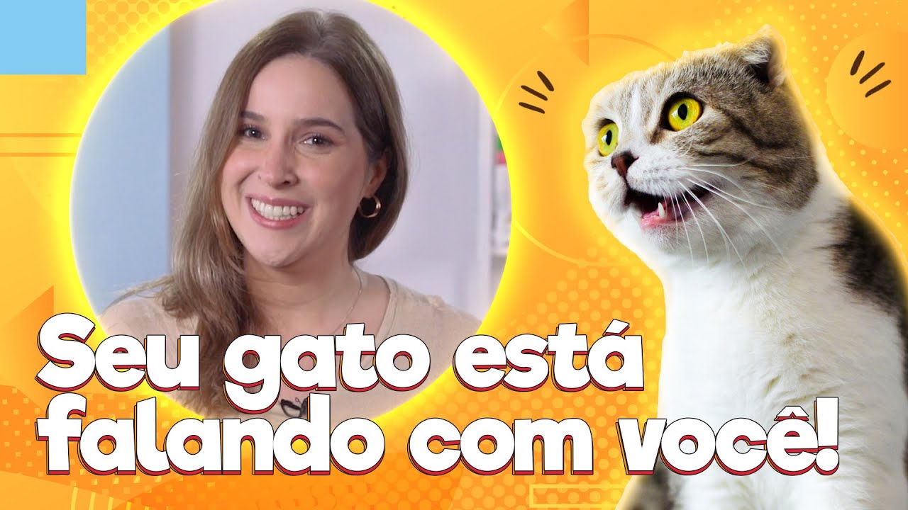 Veja 11 sons que os gatos fazem o que cada um deles significa | Baw Waw Explica