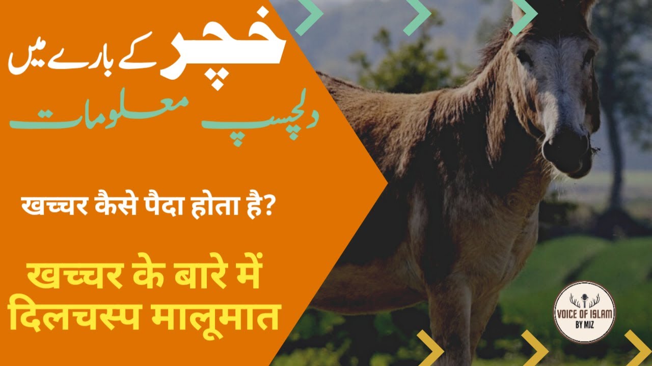khachchar information in hindi | खच्चर कैसे पैदा किया जाता है | Mule information