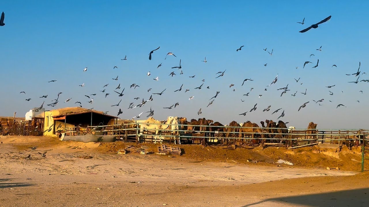 نشيك على برج الحمام 🕊️🕊️🕊️