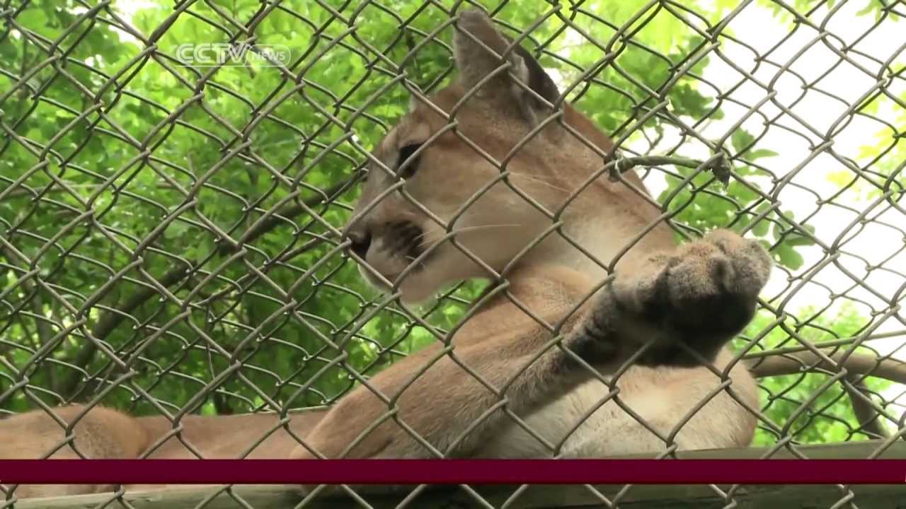 Florida wildlife outpost a sanctuary for exotic animals