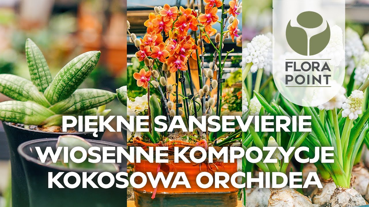 Kolejne rośliny kolekcjonerskie i świąteczne dekoracje | przegląd nowości | Flora Point