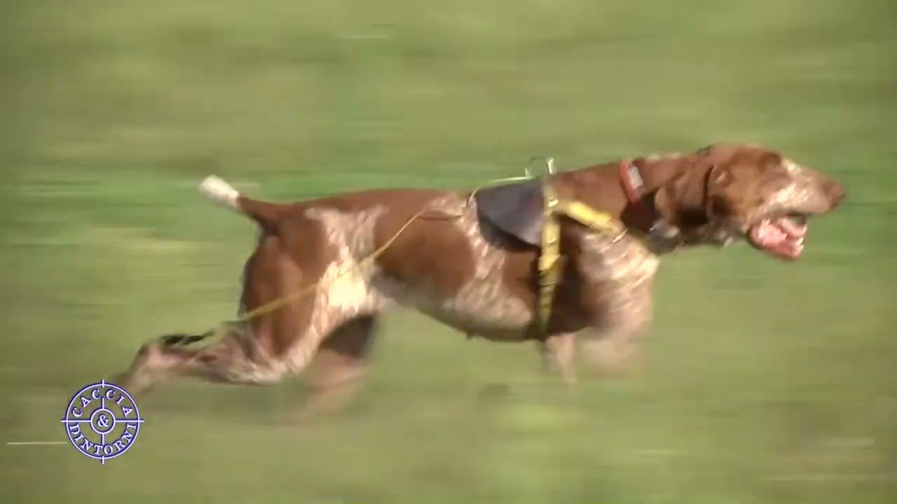 Alla Baraggia con il bracco italiano