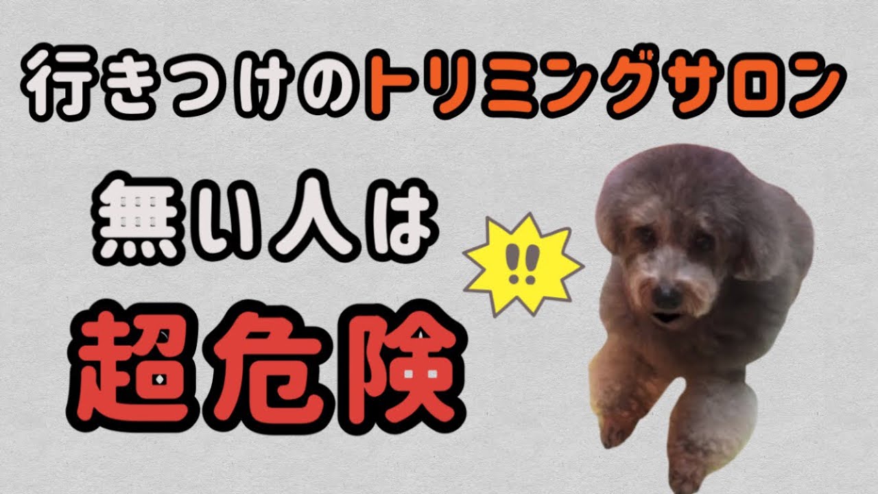 トリミングを断られる未来が来る？愛犬の将来を考えよう！老犬・持病【おしゃべりペット】