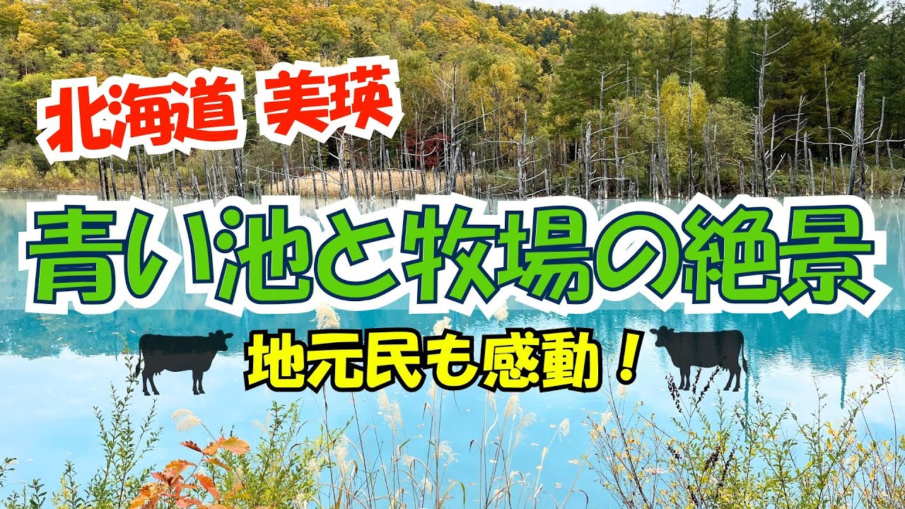 どこを切っても絵になる秋の北海道～地元民も感動！美瑛 青い池と美瑛放牧酪農場【富良野観光物語.vol.296】 #北海道 #美瑛 #絶景 　Biei Blue Pond & Farm Scenery