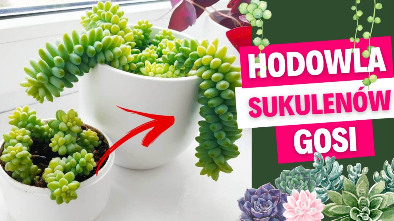 Jak dbam o sukulenty i je rozmnażam - Roślinki Gosi - Gosia i Miłosz